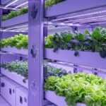 Kopak  Lustensile ultime pour vos aventures nature   Innovationsfr